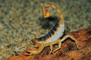 蝎子好不好养？养蝎是一种什么样的技术